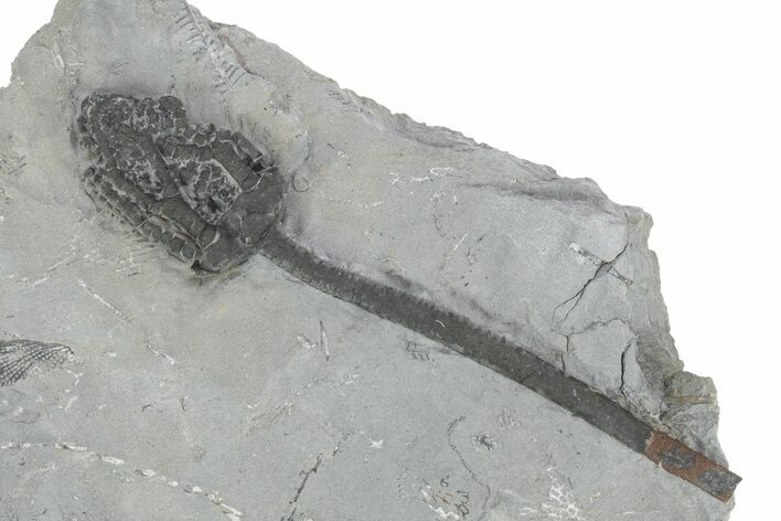 Fossil Crinoid (Nipterocrinus) - Monroe County, Indiana #231984
